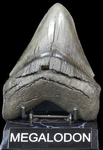 Glossy, Serrated, Fossil Megalodon Tooth #43021